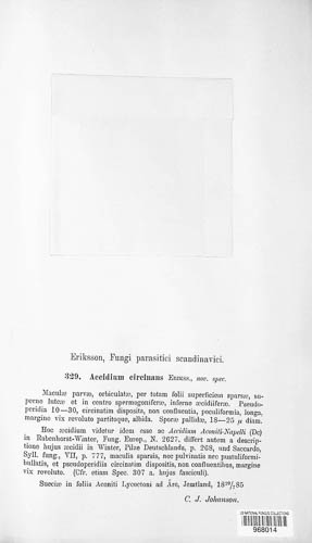 Aecidium circinans image
